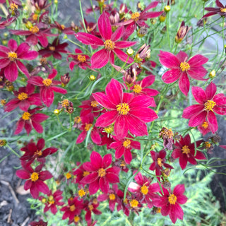 Coreopsis verticillata <br>RED PERENNIAL COREOPSIS