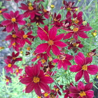 Coreopsis verticillata <br>RED PERENNIAL COREOPSIS