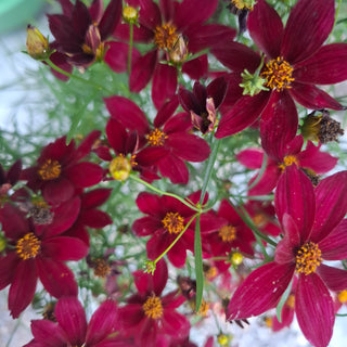 Coreopsis verticillata <br>RED PERENNIAL COREOPSIS