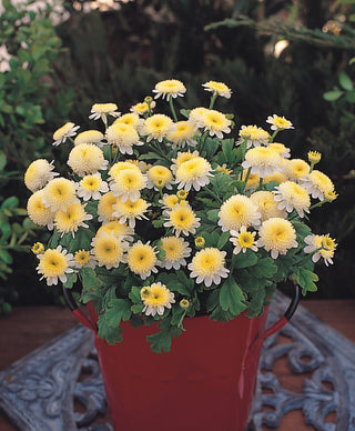 Tanacetum parthenium <br>FEVERFEW SANTANA YELLOW