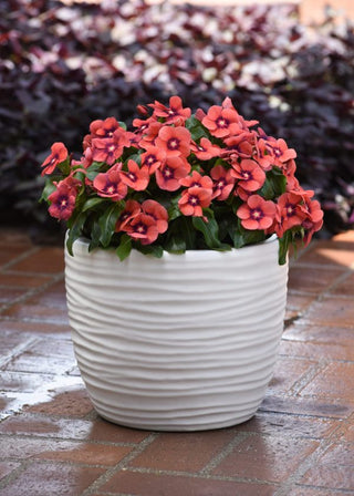 Catharanthus roseus <br>VINCA TATTOO TANGERINE