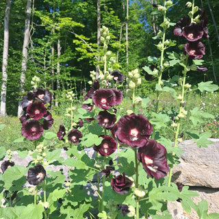 Alcea nigra <br>BLACKNIGHT HOLLYHOCK