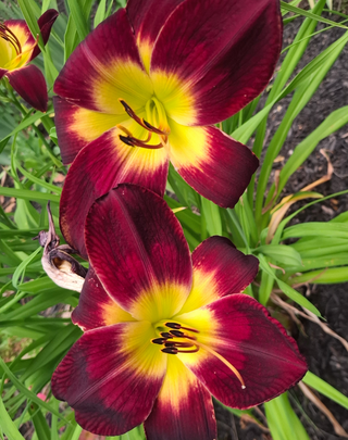 Hemerocalis <br>BLACK RUBY DAYLILY