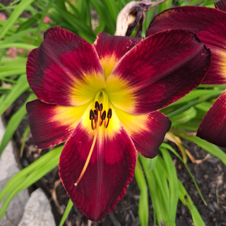 Hemerocalis <br>BLACK RUBY DAYLILY