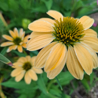 Echinacea <br>CONEFLOWER MIXED COLOURS