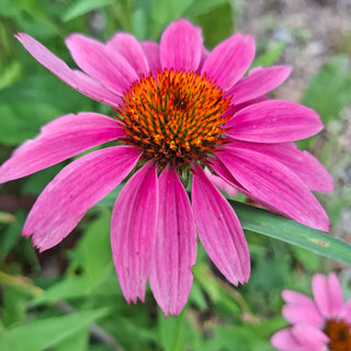 Echinacea <br>CONEFLOWER MIXED COLOURS