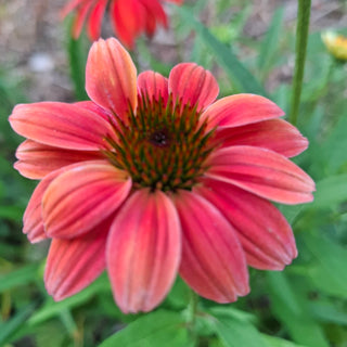 Echinacea <br>CONEFLOWER MIXED COLOURS