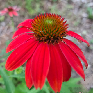 Echinacea <br>CONEFLOWER MIXED COLOURS