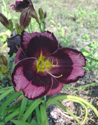 Hemerocalis <br>DAYLILY DARK EYES