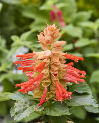 Salvia splendens <br>SALVIA REDDY SALMON