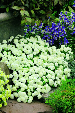 Tanacetum parthenium <br>FEVERFEW CARLOS