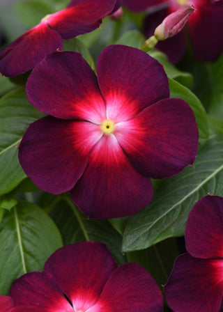 Catharanthus roseus <br>VINCA TATTOO BOYSENBERRY