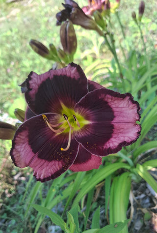 Hemerocalis <br>DAYLILY DARK EYES