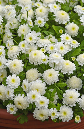 Tanacetum parthenium <br>FEVERFEW CARLOS