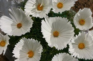 Cosmos bipinnatus <br>COSMOS CUPCAKES WHITE
