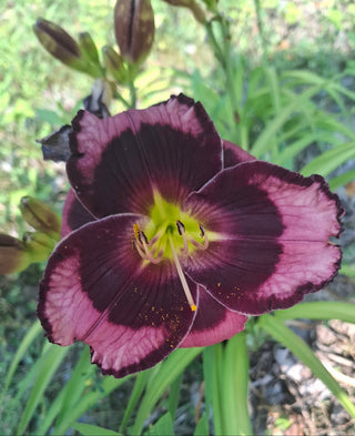 Hemerocalis <br>DAYLILY DARK EYES