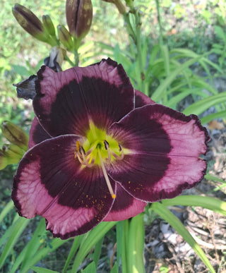 Hemerocalis <br>DAYLILY DARK EYES