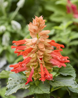 Salvia splendens <br>SALVIA REDDY SALMON