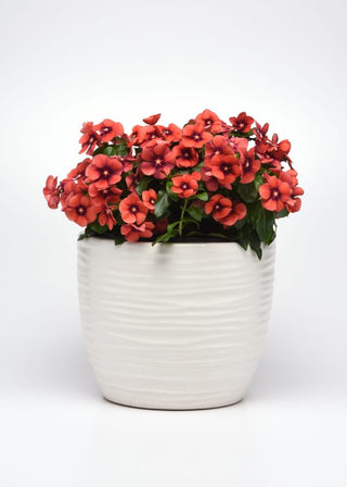 Catharanthus roseus <br>VINCA TATTOO TANGERINE