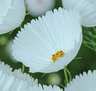 Cosmos bipinnatus <br>COSMOS CUPCAKES WHITE