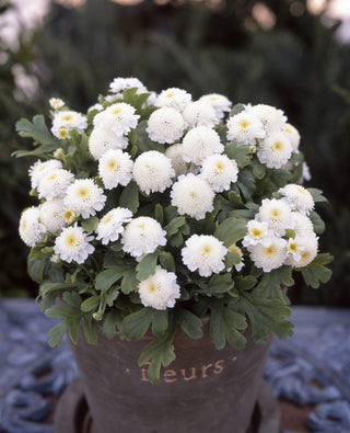 Tanacetum parthenium <br>FEVERFEW CARLOS