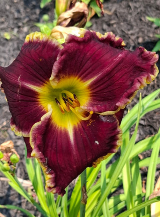 Hemerocalis <br>DAYLILY RUFFLED RED