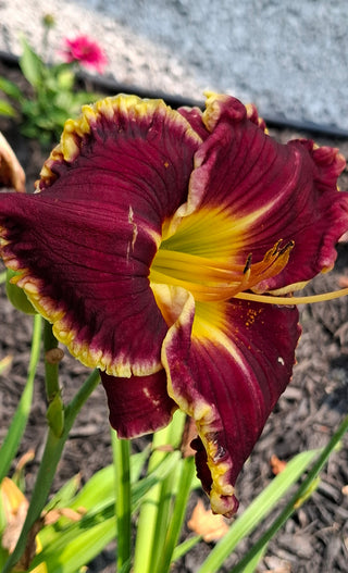 Hemerocalis <br>DAYLILY RUFFLED RED