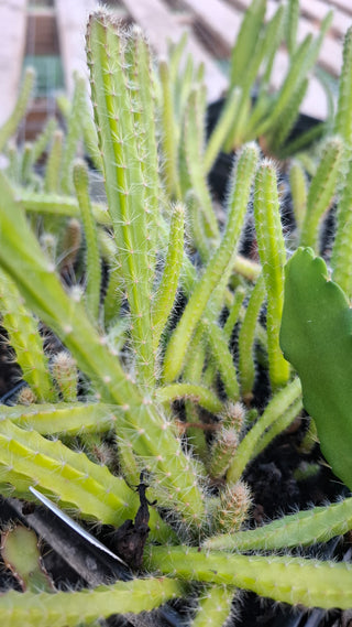 Epiphyllum crenatum <br>ORCHID CACTUS MIX <br>LIVE STARTER PLANTS OP