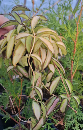 Hoya wayetti <br>VARIEGATED WAX PLANT <br>1 Cutting