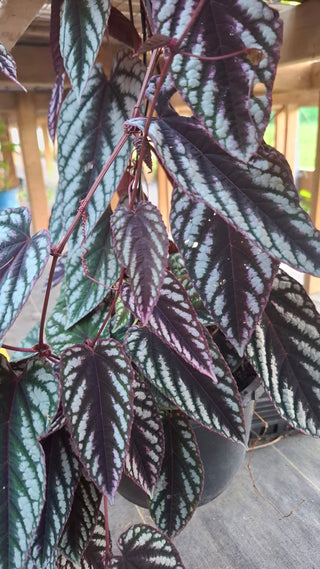 Cissus discolor <br>TRAILING REX BEGONIA VINE, TAPESTRY VINE <br>1 Rooted Cutting