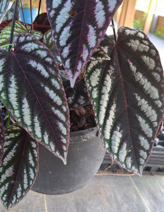 Cissus discolor <br>TRAILING REX BEGONIA VINE, TAPESTRY VINE <br>1 Rooted Cutting