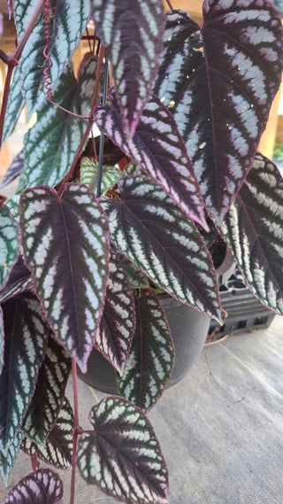Cissus discolor <br>TRAILING REX BEGONIA VINE, TAPESTRY VINE <br>1 Rooted Cutting