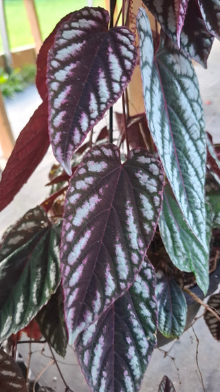 Cissus discolor <br>TRAILING REX BEGONIA VINE, TAPESTRY VINE <br>1 Rooted Cutting