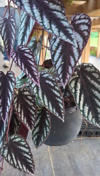 Cissus discolor <br>TRAILING REX BEGONIA VINE, TAPESTRY VINE <br>1 Rooted Cutting