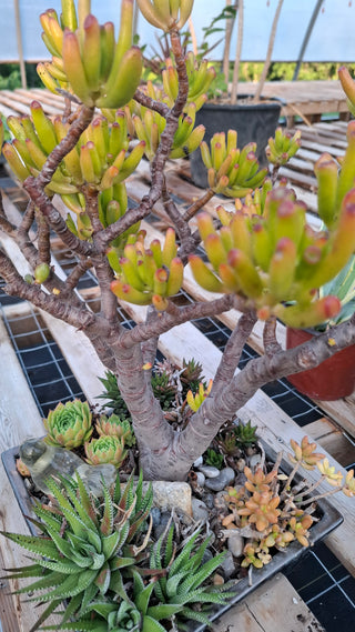 Crassula ovata <br>JADE PLANT SKINNY FINGERS <br>2 Leaf Cuttings