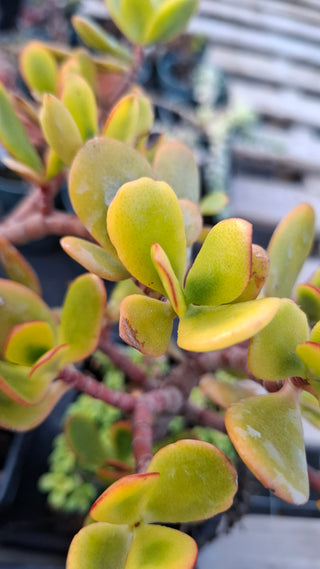 Crassula ovata <br>GOLD LEAVES JADE PLANT <br>2 Leaf Cuttings