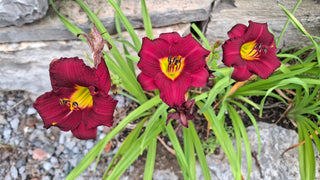 Hemerocalis <br>RED STELLA D'ORO DAYLILY