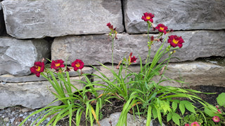 Hemerocalis <br>RED STELLA D'ORO DAYLILY