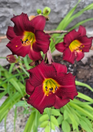 Hemerocalis <br>RED STELLA D'ORO DAYLILY