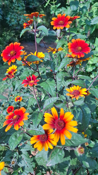 Helianthoides scabra <br>HELIOPSIS 'BLEEDING HEARTS'