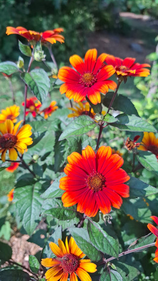 Helianthoides scabra <br>HELIOPSIS 'BLEEDING HEARTS'