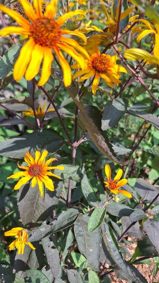 Helianthoides scabra <br>HELIOPSIS 'SUMMER NIGHTS'
