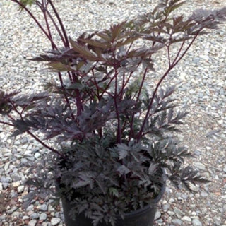 Cimicifuga ramosa atropurpureum <br>RED BUGBANE, BLACK COHOSH, SNAKEROOT