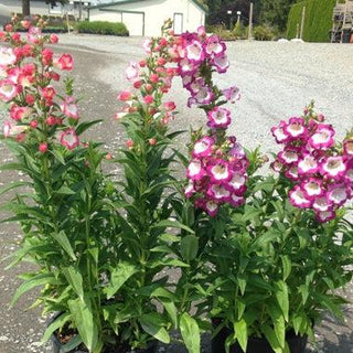 Penstemon cobaea <br>SHOWY BEARDTONGUE MIX