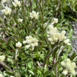 PUSSYTOES, PUSSY TOES <br>Antennaria plantaginifolia
