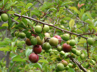 Prunus cerasifera<br>CHERRY PLUM, MYROBALAN PLUM