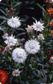 Helichrysum bracteatum STRAWFLOWER WHITE