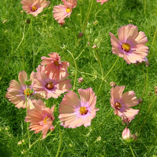 Cosmos bipinnatus <br>COSMOS 'APRICOTTA'