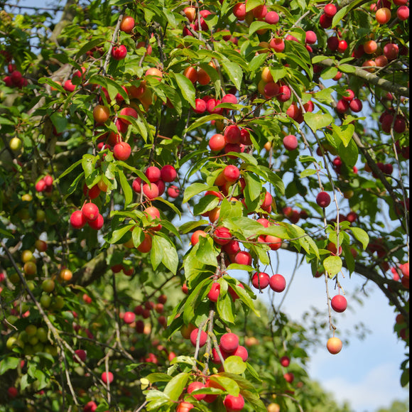 Prunus cerasifera<br>CHERRY PLUM, MYROBALAN PLUM *Canada addresses only please*