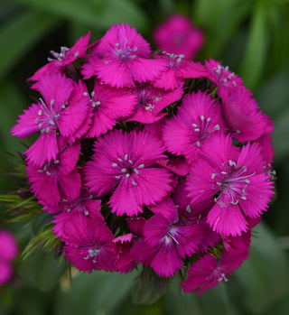 Dianthus barbatus <br>NEON PURPLE SWEET WILLIAM
